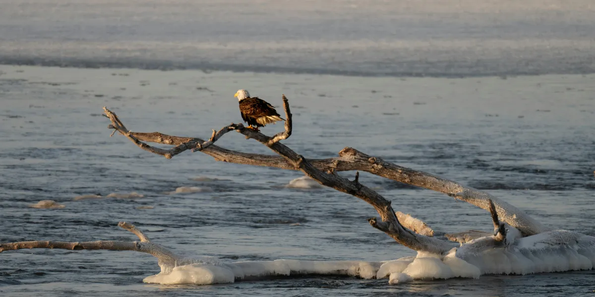 Águila calva: