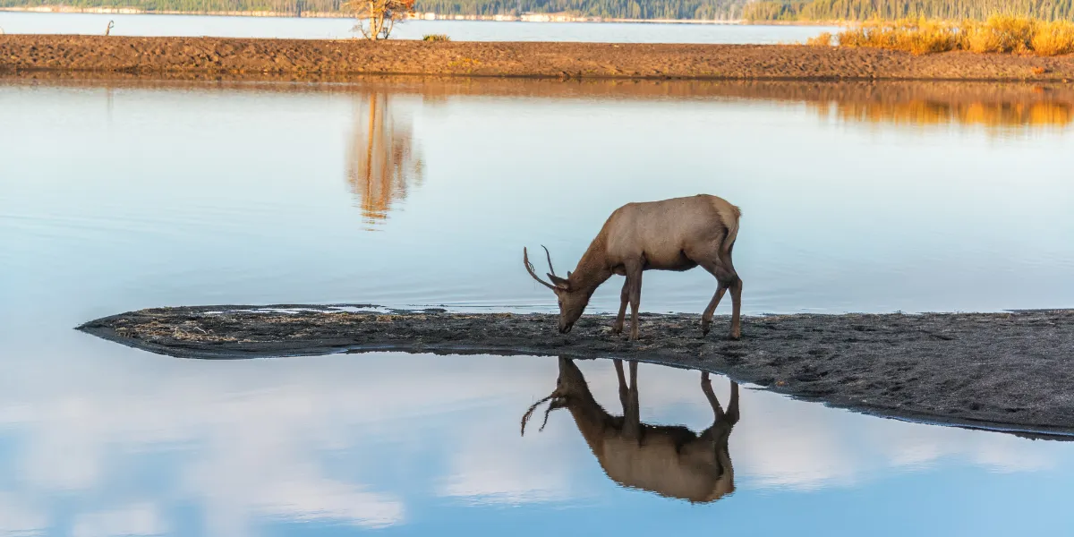 Alce macho con astas en el río de Yellowstone reflejándose en el agua.