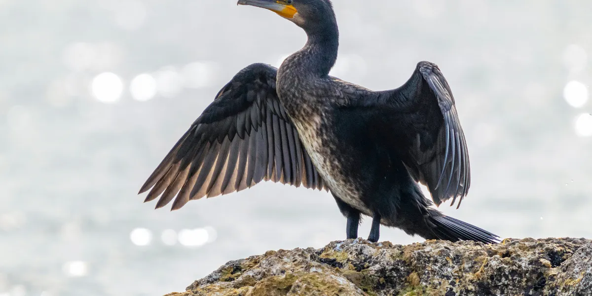 Cormoranes: