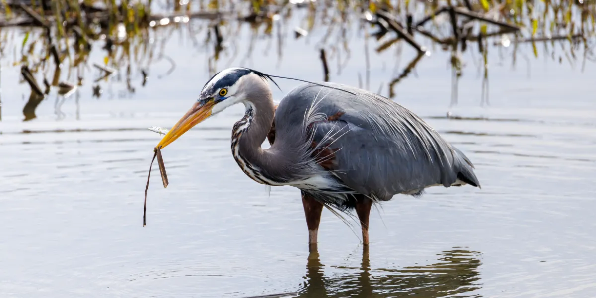 Garzas azules: