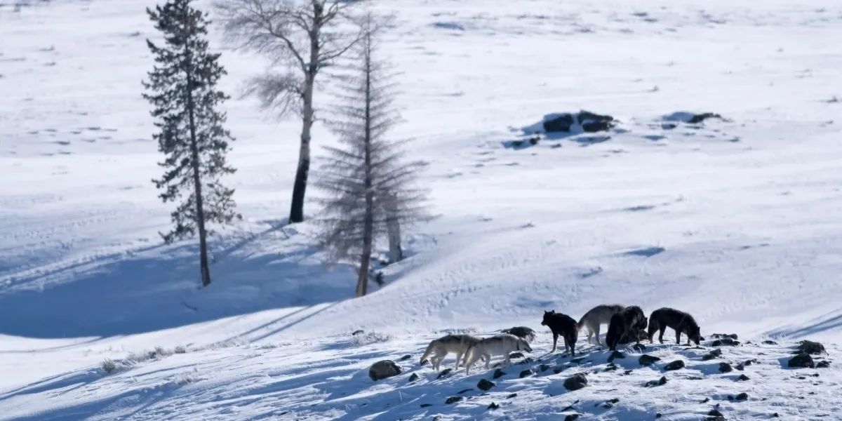 Manada de lobos grises en Lamar Valley en invierno, sobre nieve, cuerpo entero visible. Contenido Yellowstone
