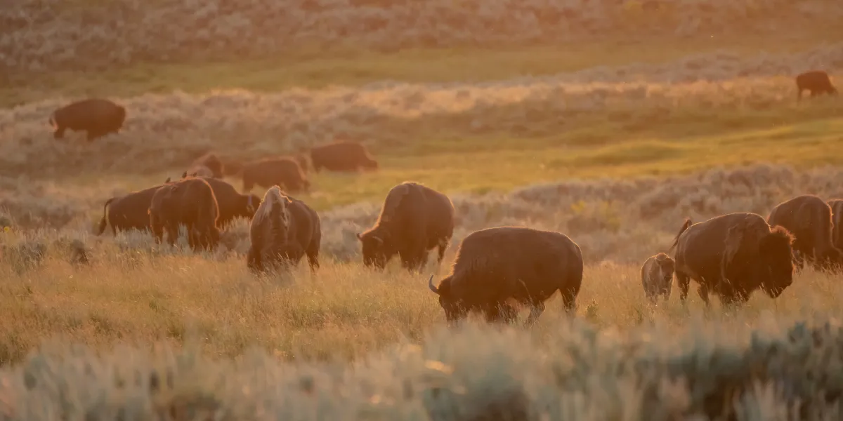 Rebaño de bisontes en Lamar Valley al atardecer con vapor geotermálico
