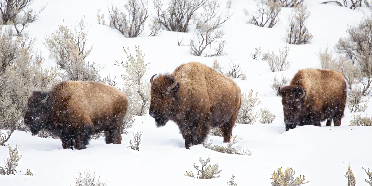 Bisontes en el valle de Lamar, la zona de Yellowstone abierta todo el año