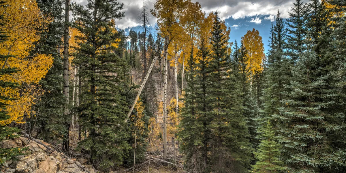 Bosque de Yosemite con humo leve del Dome Fire en el horizonte