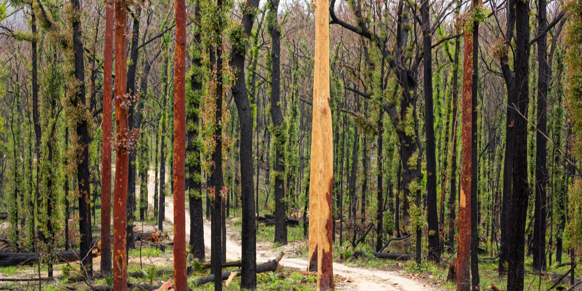 Bosque de la meseta de Kaibab recuperándose después del incendio Dragon Bravo