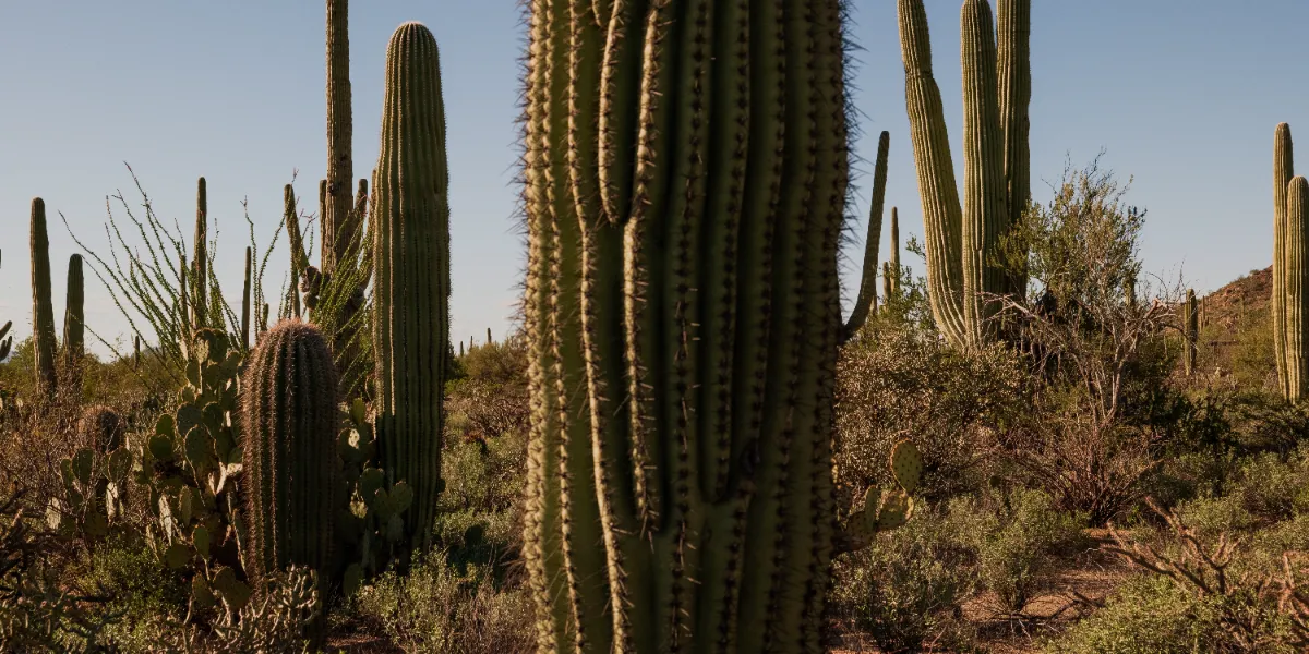Giant Saguaros in Saguaro National Park