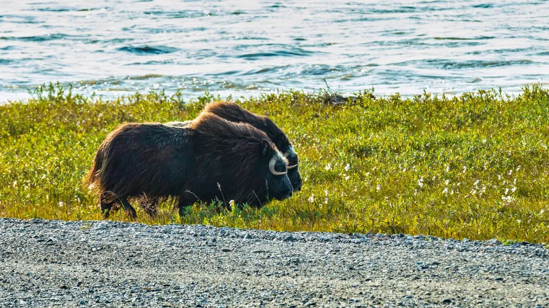 Dalton Highway Alaska carretera
