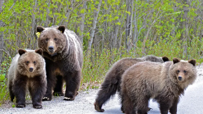 Alaska parques nacionales oso grizzly