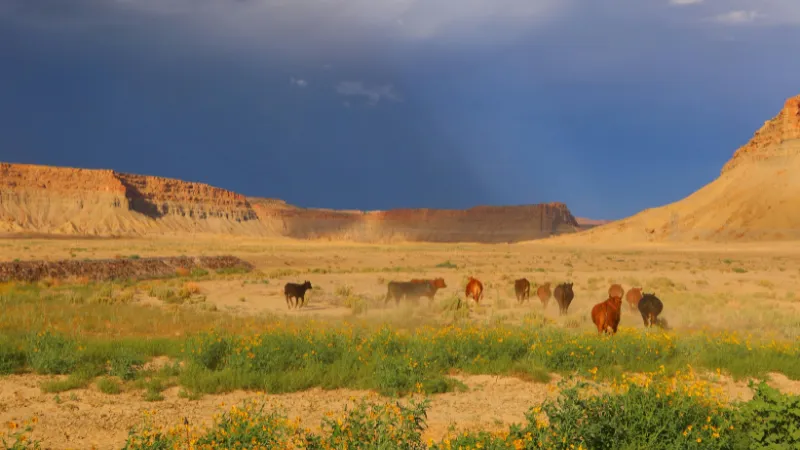 fauna silvestre Yellowstone Wyoming