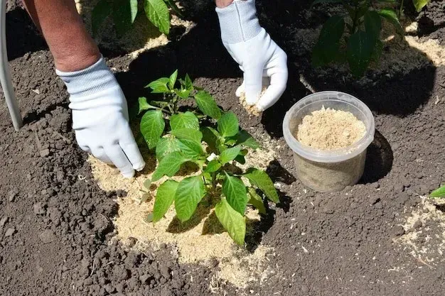 Deep Root Fertilization