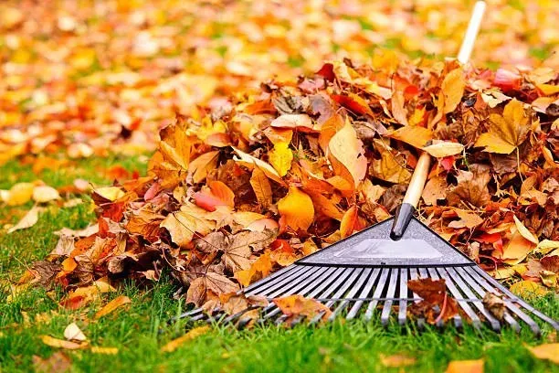 Landscape Cleanup Services