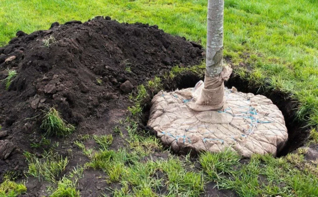 Tree Transplanting
