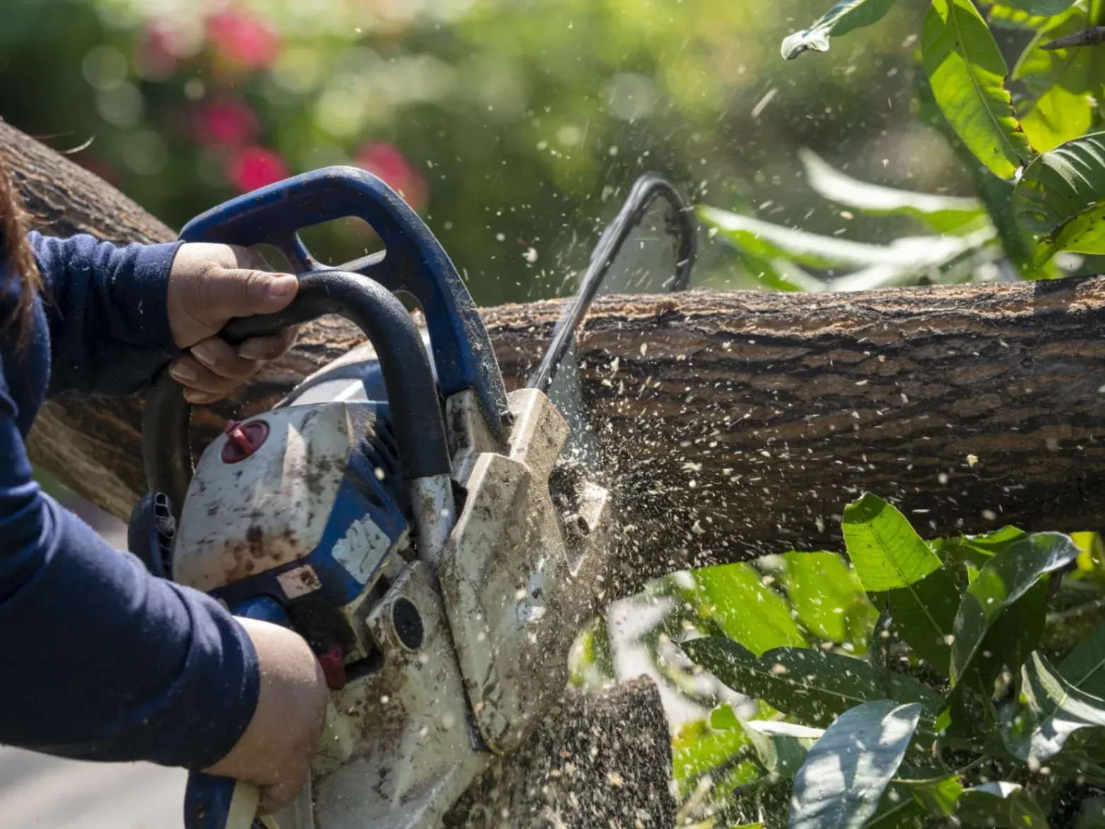 Tree Trimming Services