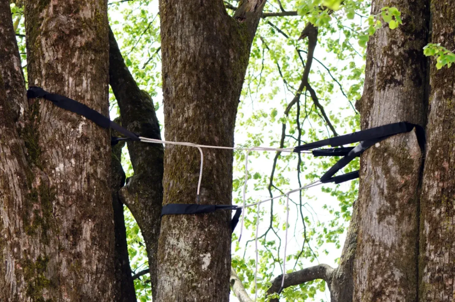 The Benefits of Tree Cabling for Urban Trees
