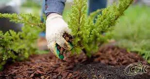 Mulching Services: The Key to Healthy Plants