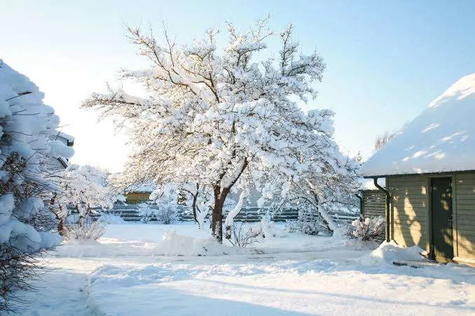Winter Garden Preparation Guide