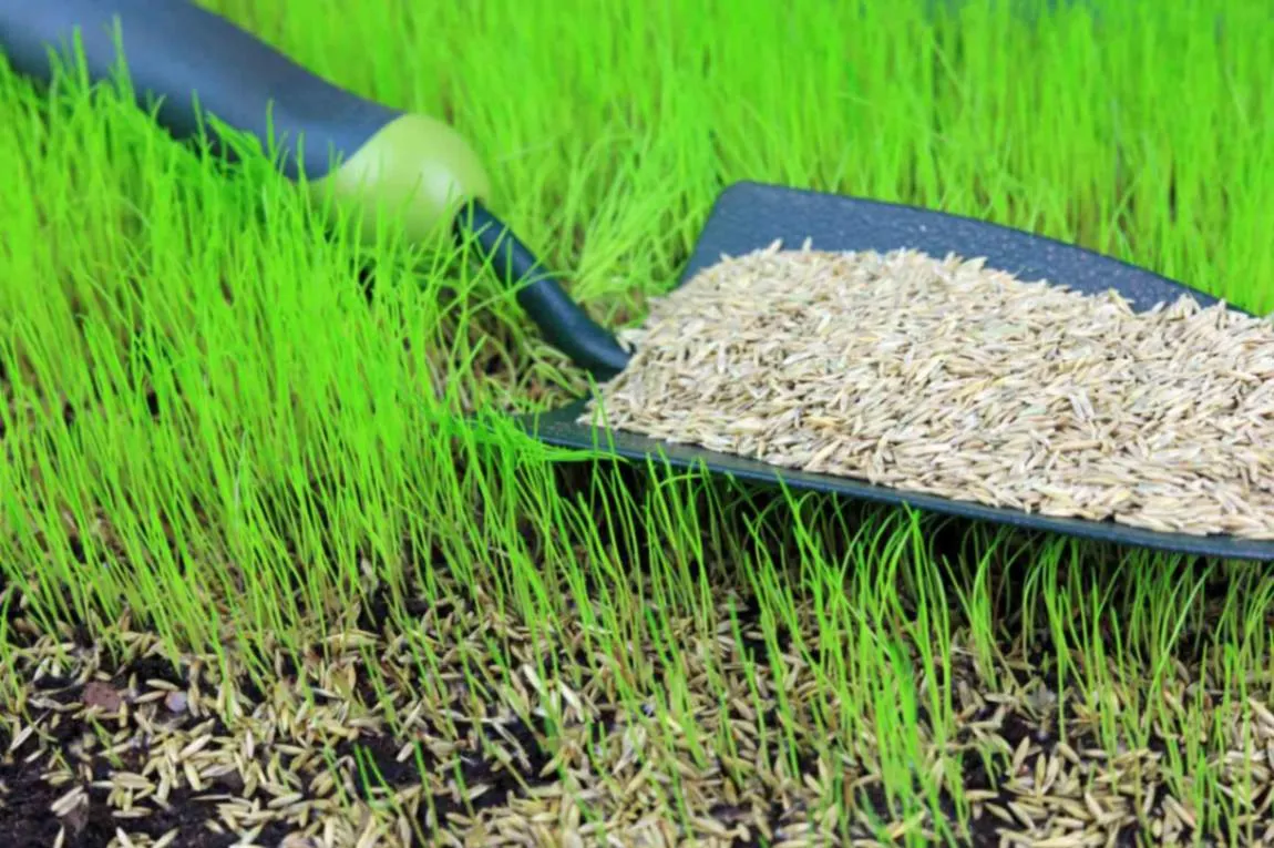 Winter Fertilizer Selection Tips