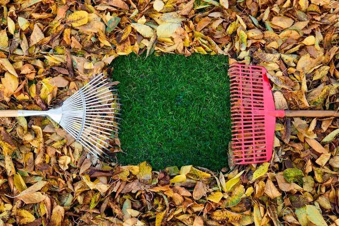Why Leaf Removal is Crucial for Winter Lawn Health