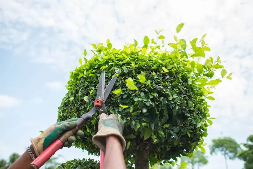 Pruning Your Trees for Winter: Best Practices