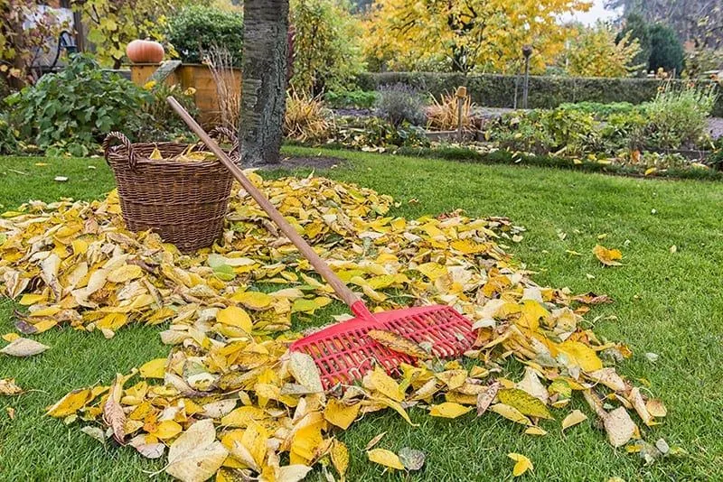 How to Prepare Your Garden for Winter