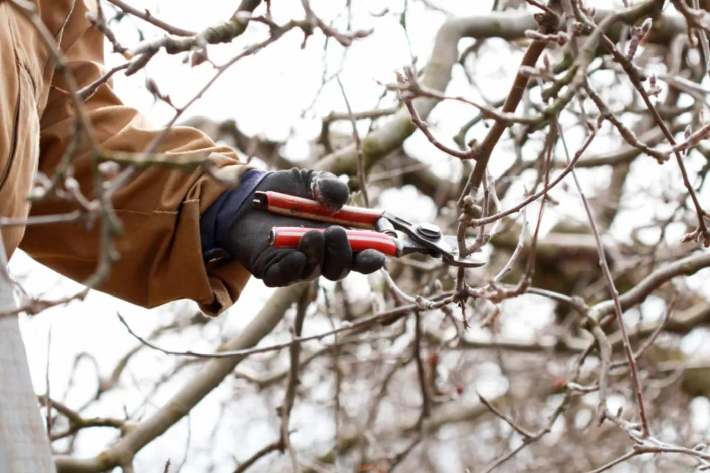 Tree Trimming: Why Winter is Crucial