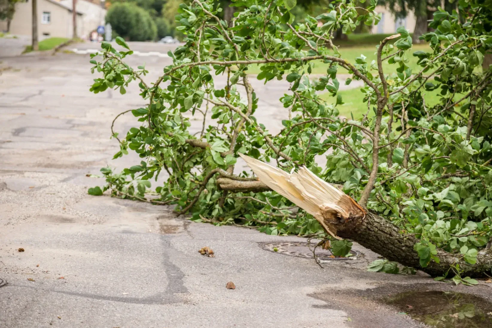 How to Prepare Your Trees for Storm Season