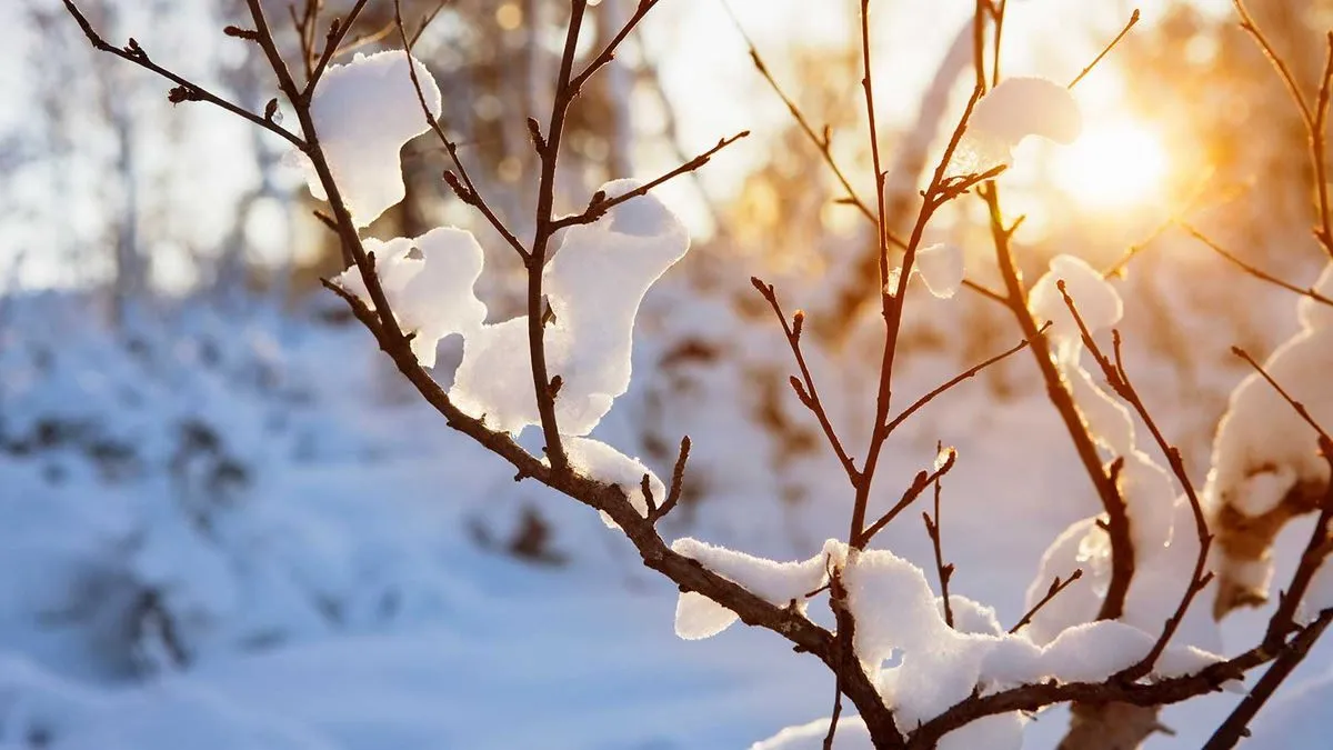 Tree Care: Tips for Cold Weather