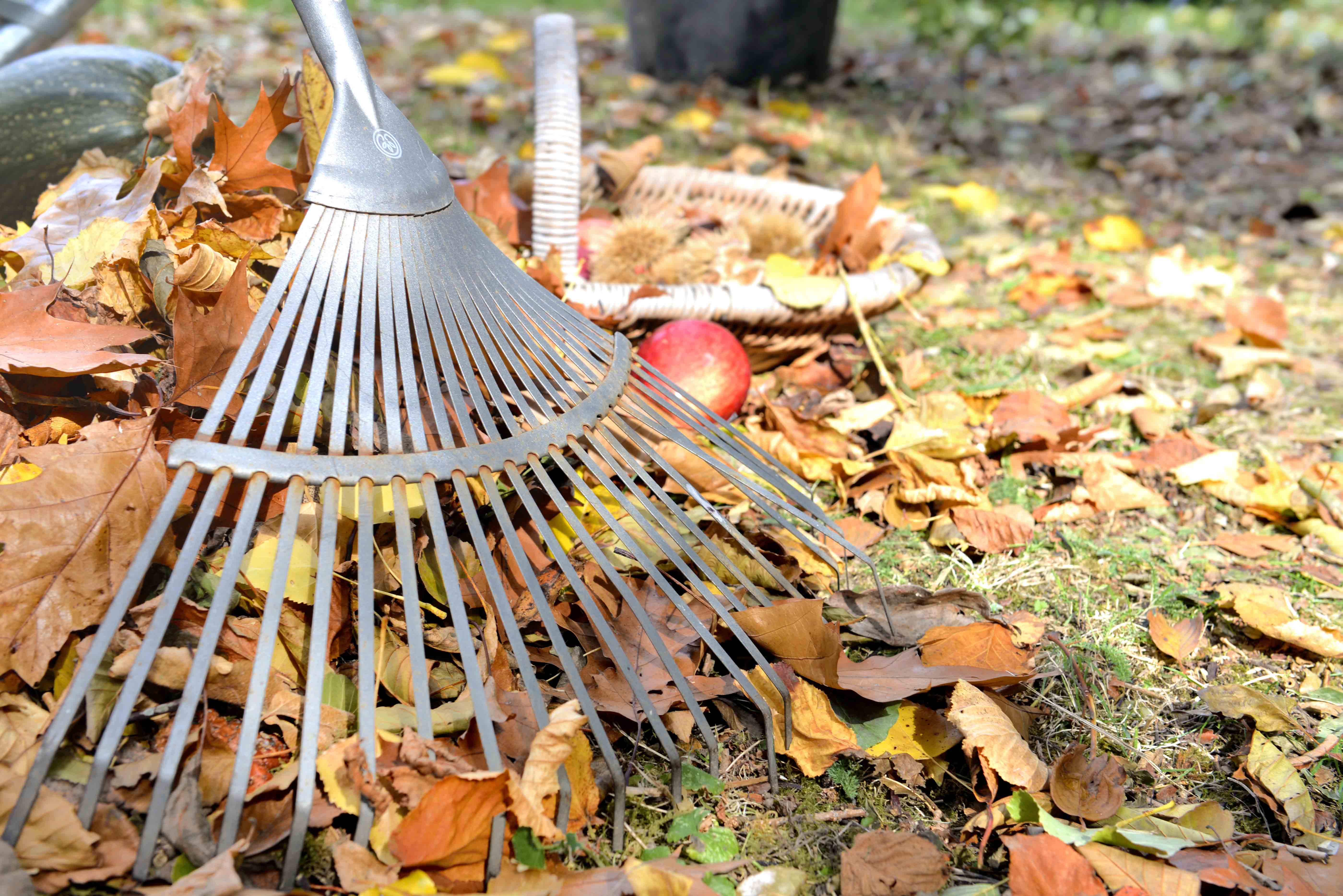 Leaf Cleanup Services