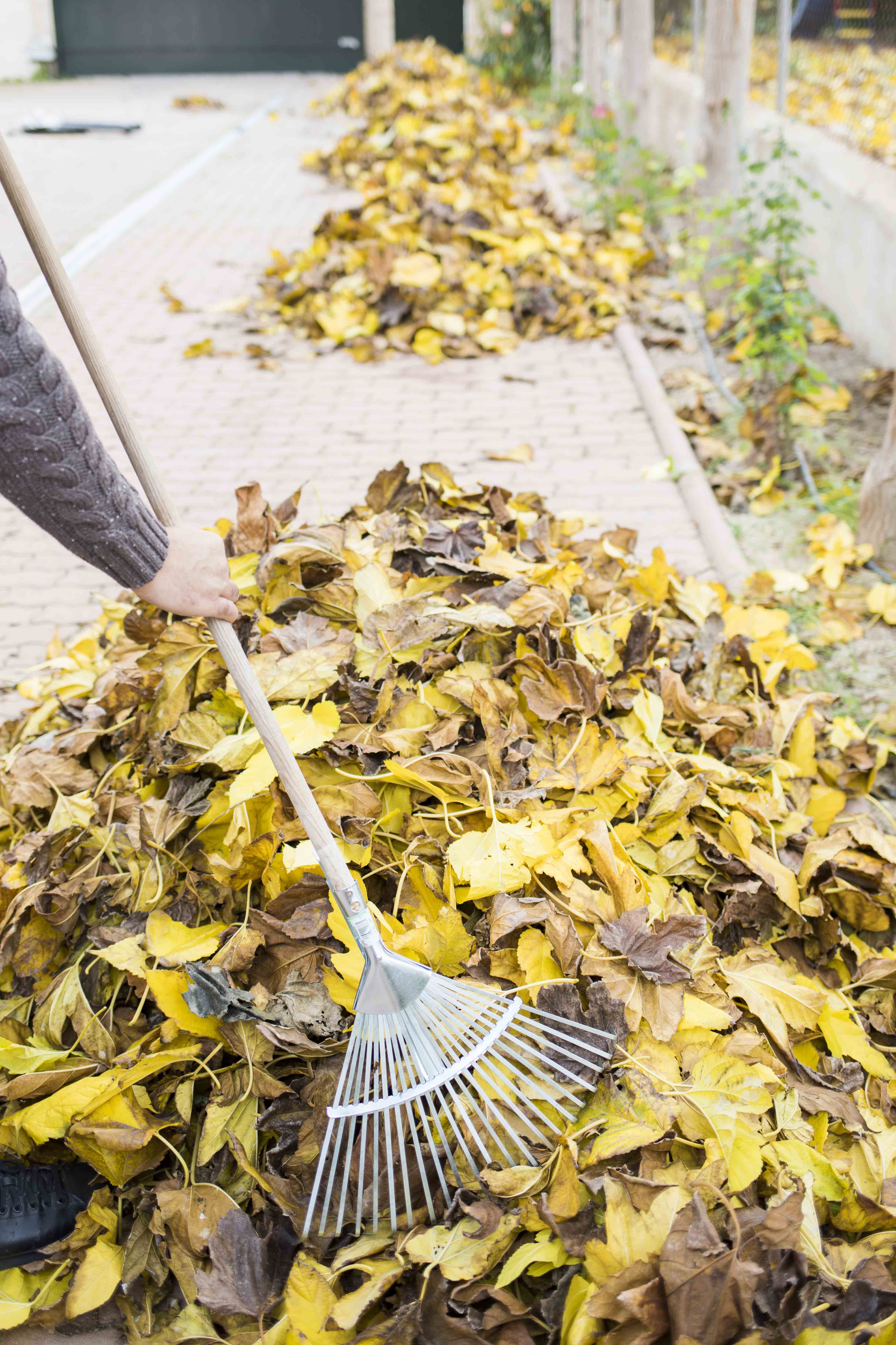 Yard Debris Clean Up