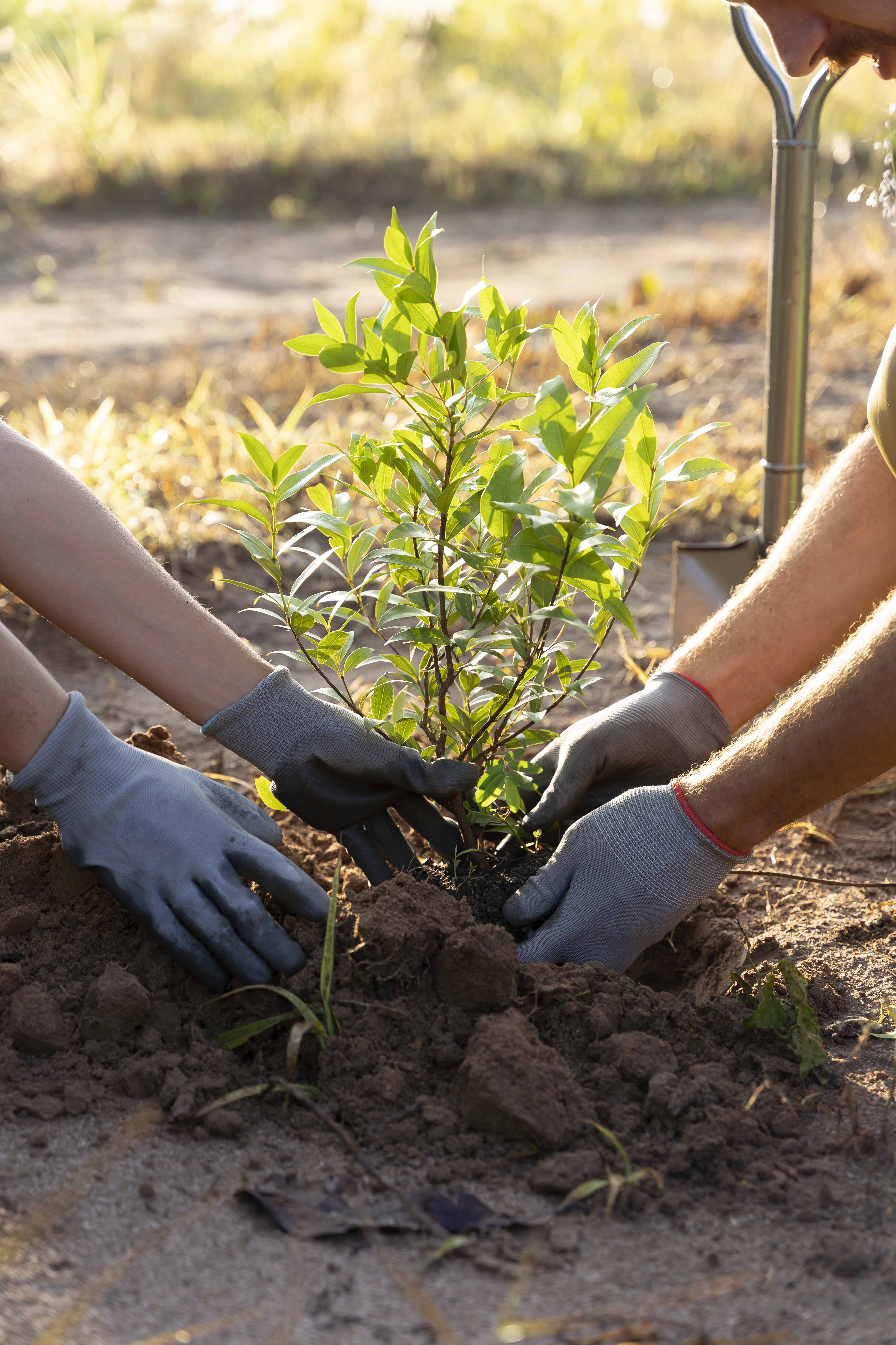 Gardening & Planting