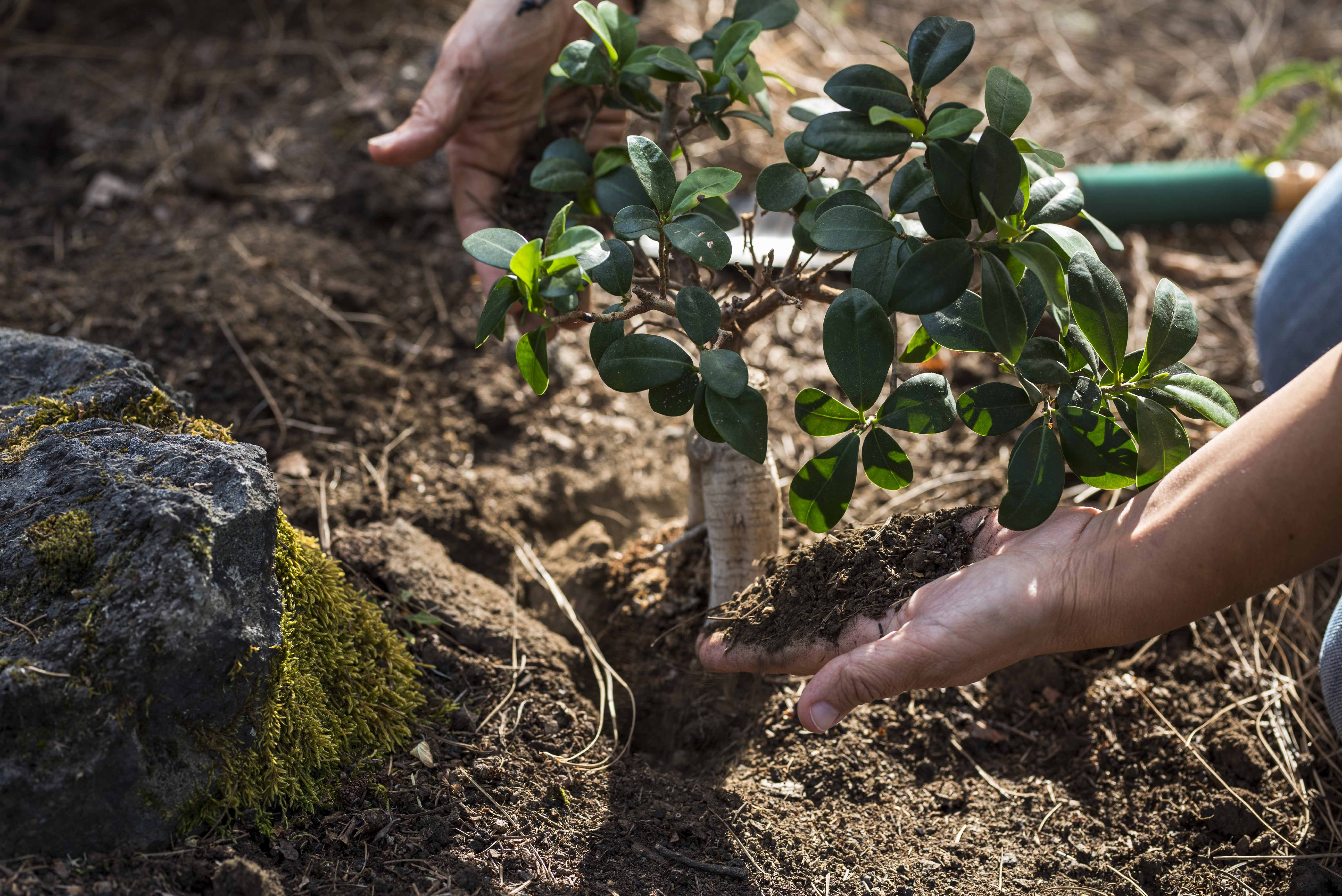 Planting