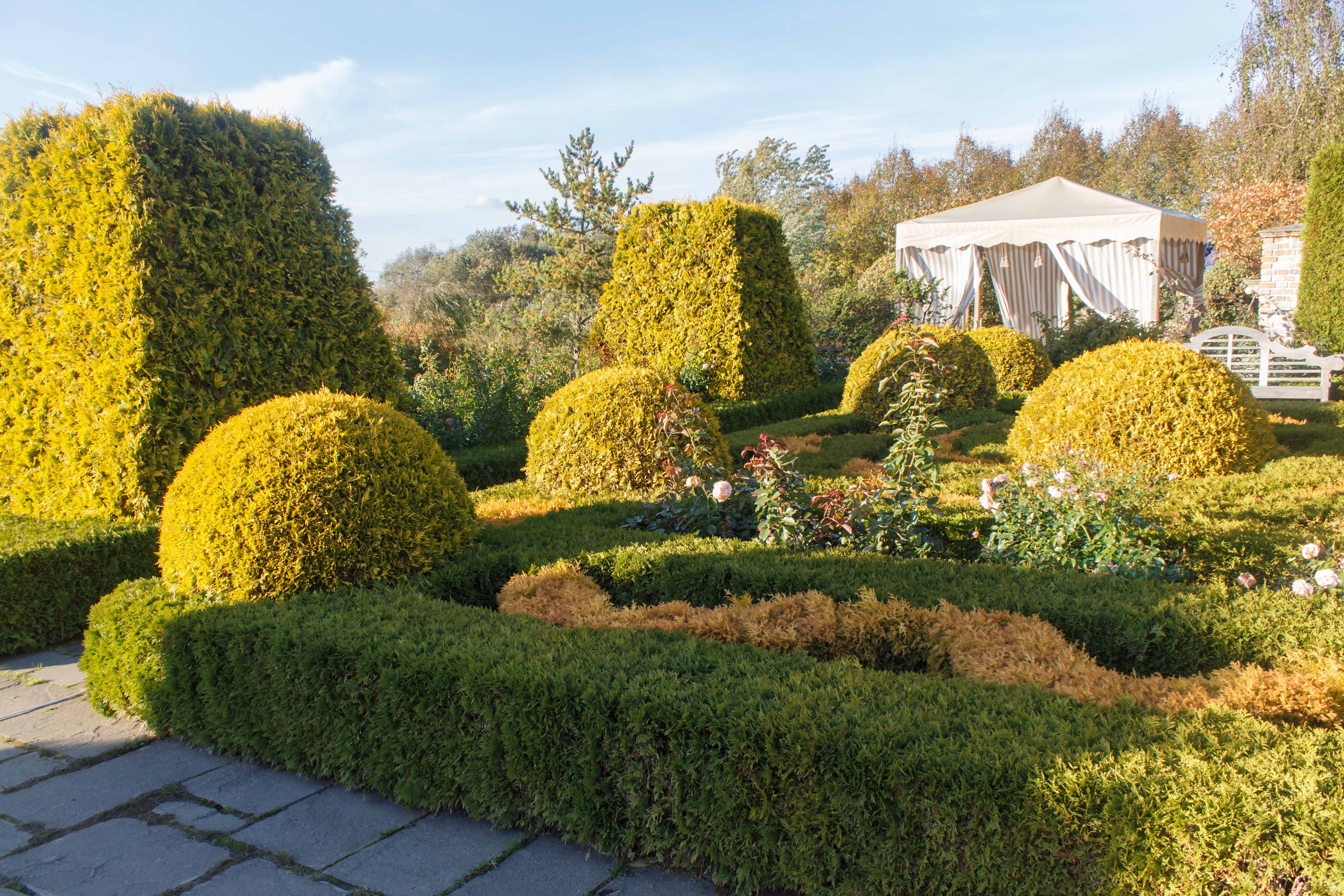 Bush trimming & Hedge Trimming