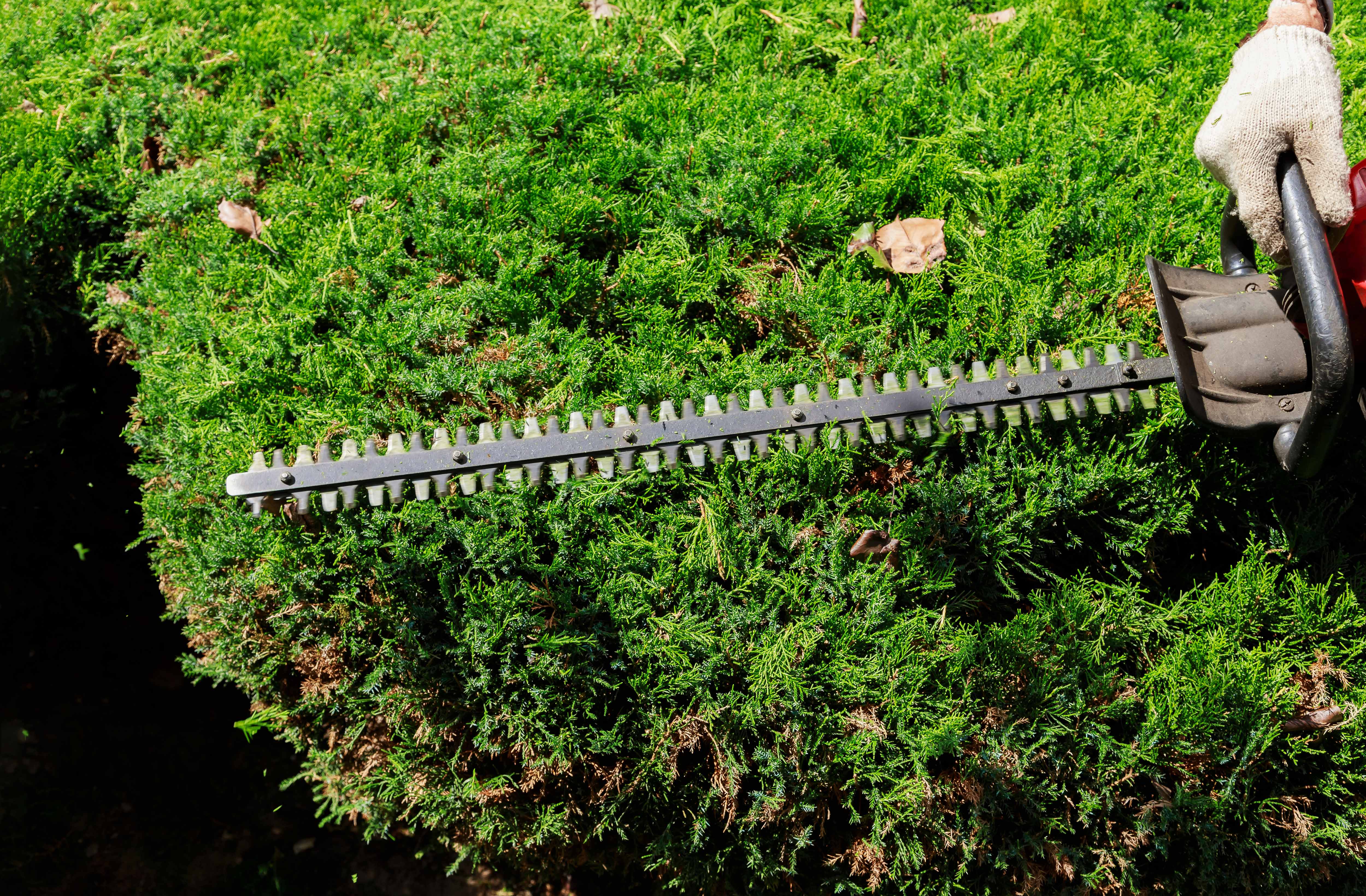 Bush Trimming - Hedge Trimming
