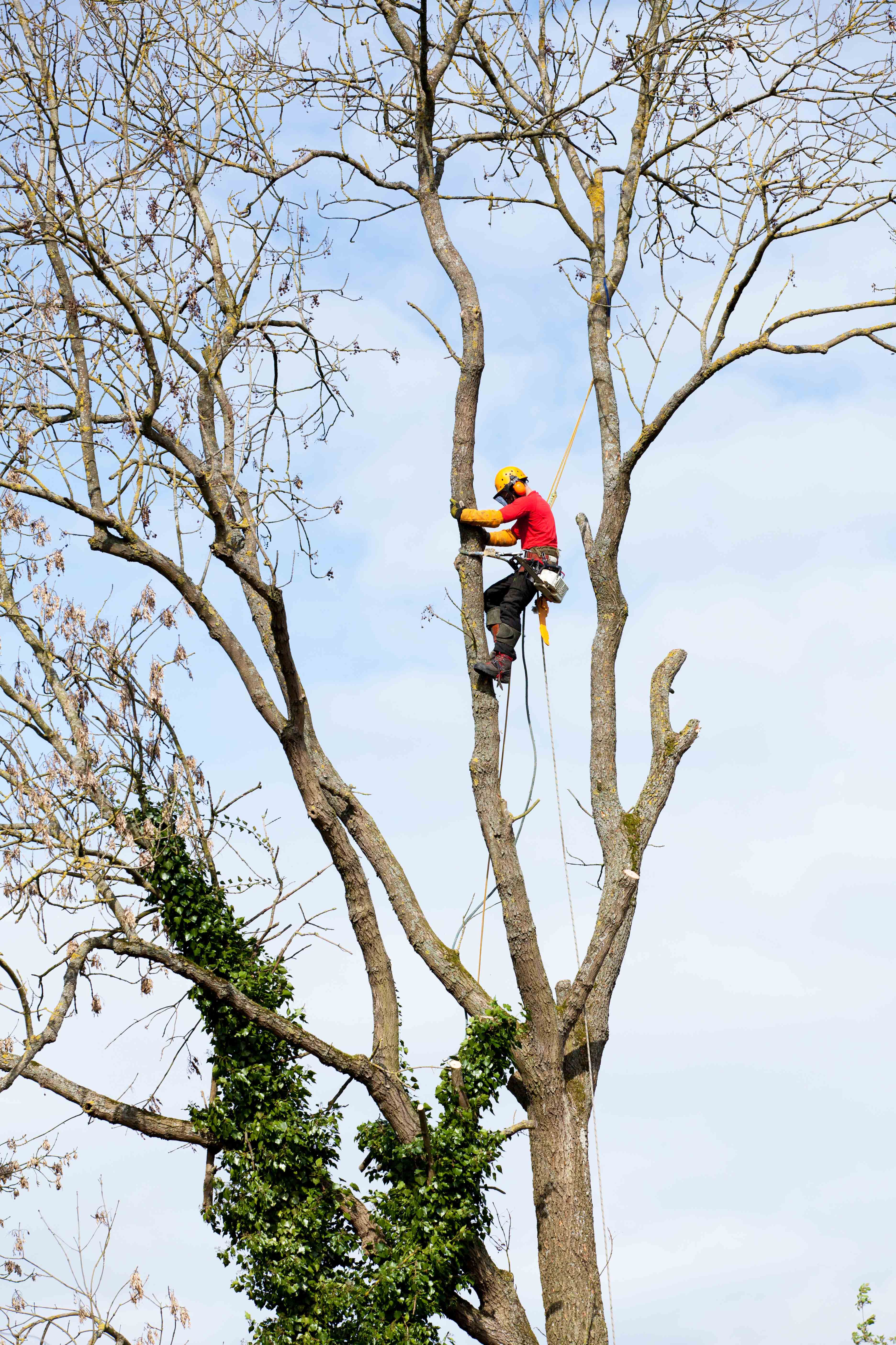 Tree Topping