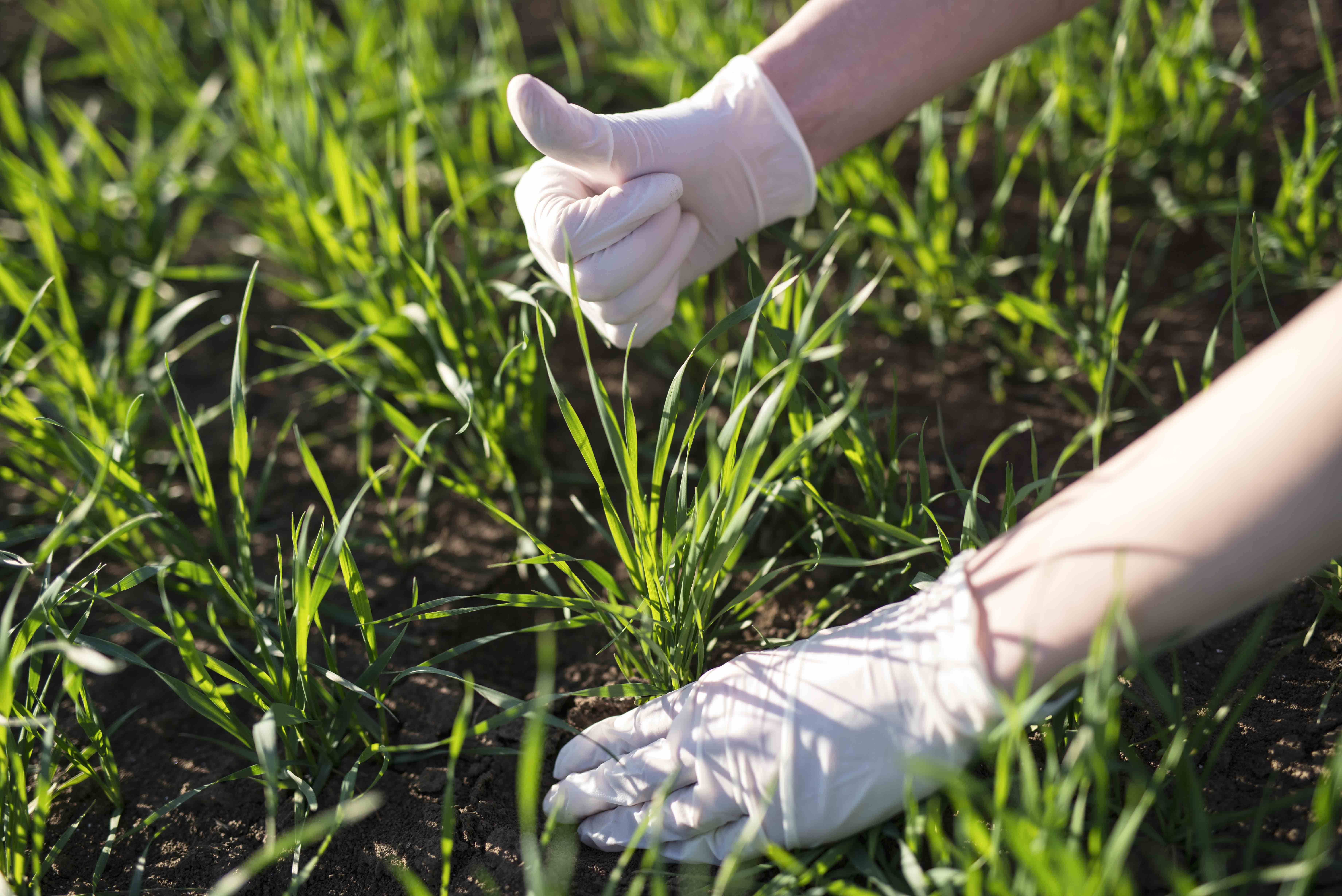 Grass Seeding