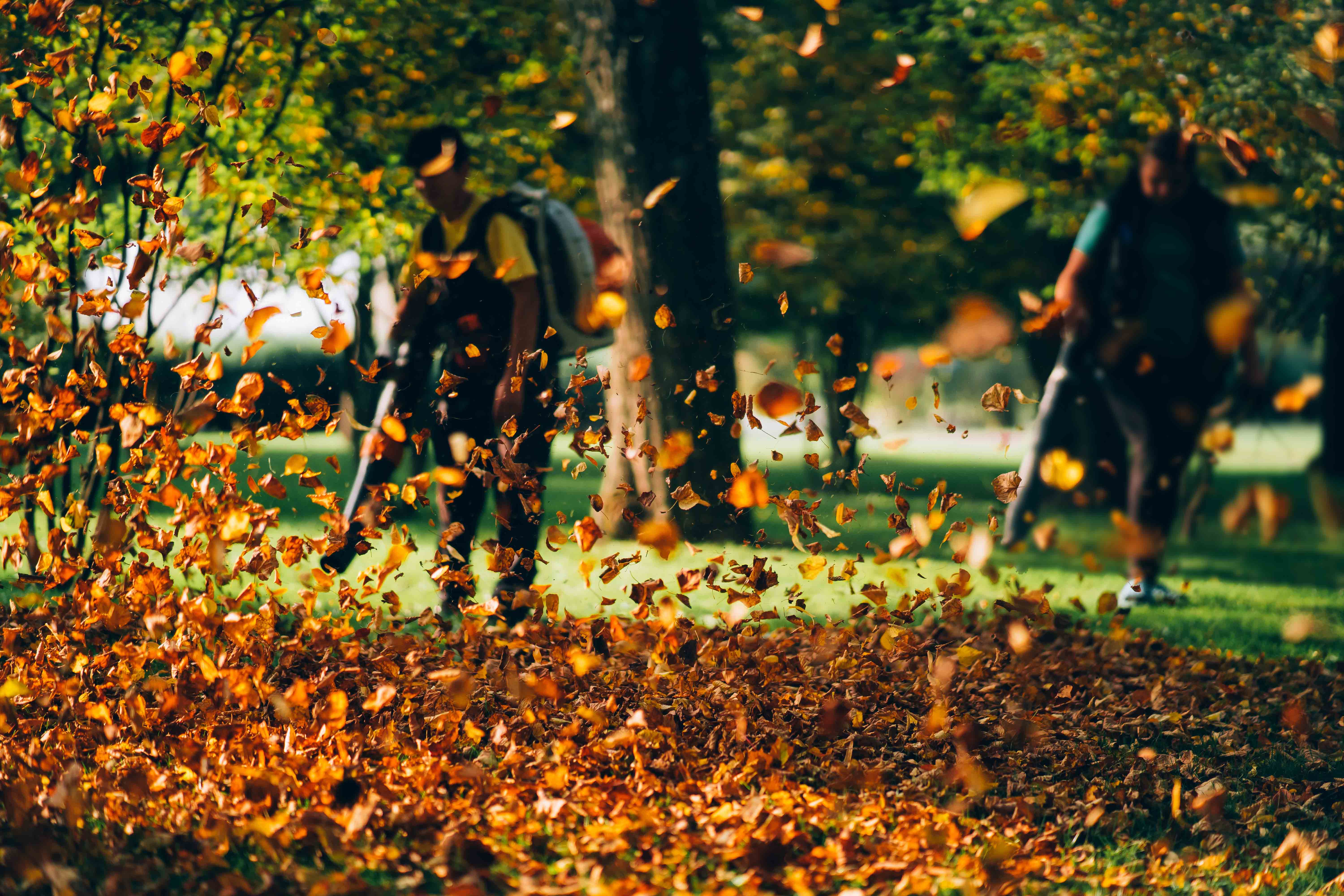 Fall Cleanup