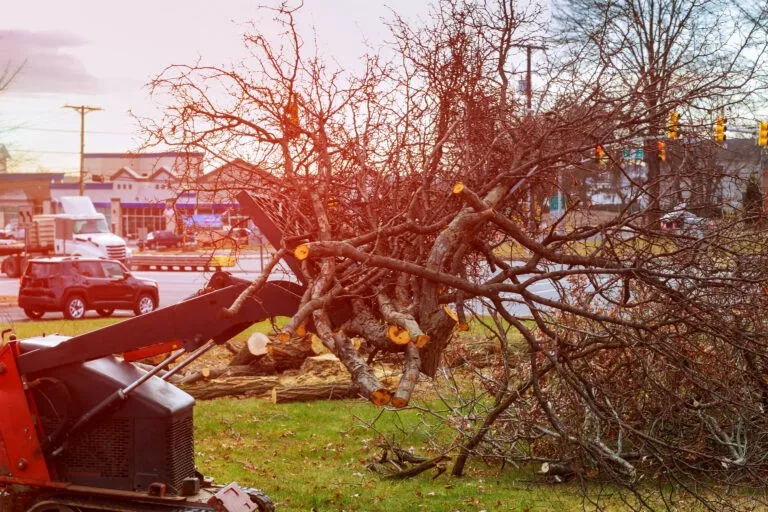 Brush/ Tree Haul Away