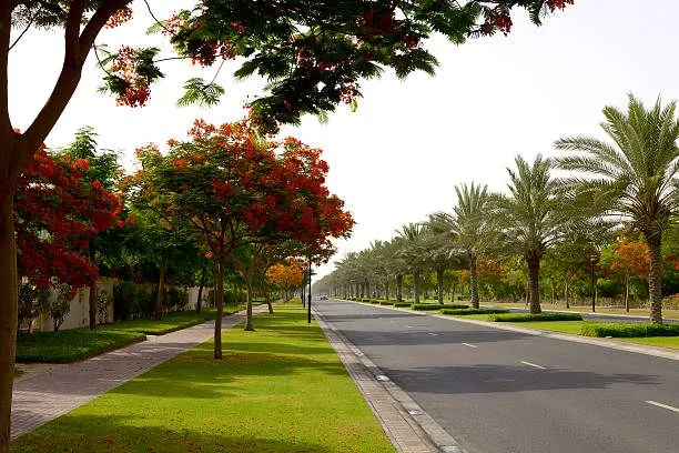 Street Tree Planting