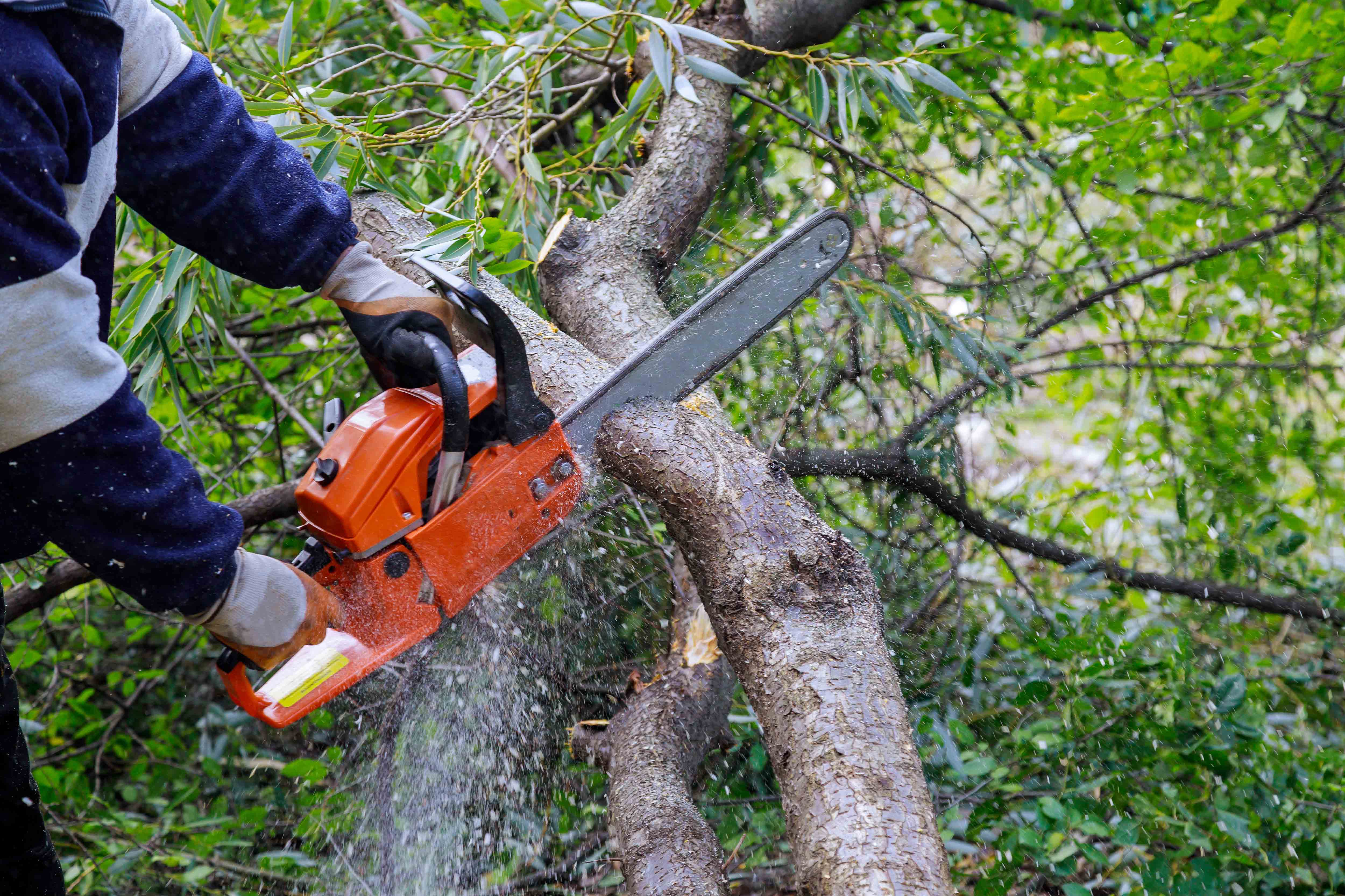Tree Trimming & Removal