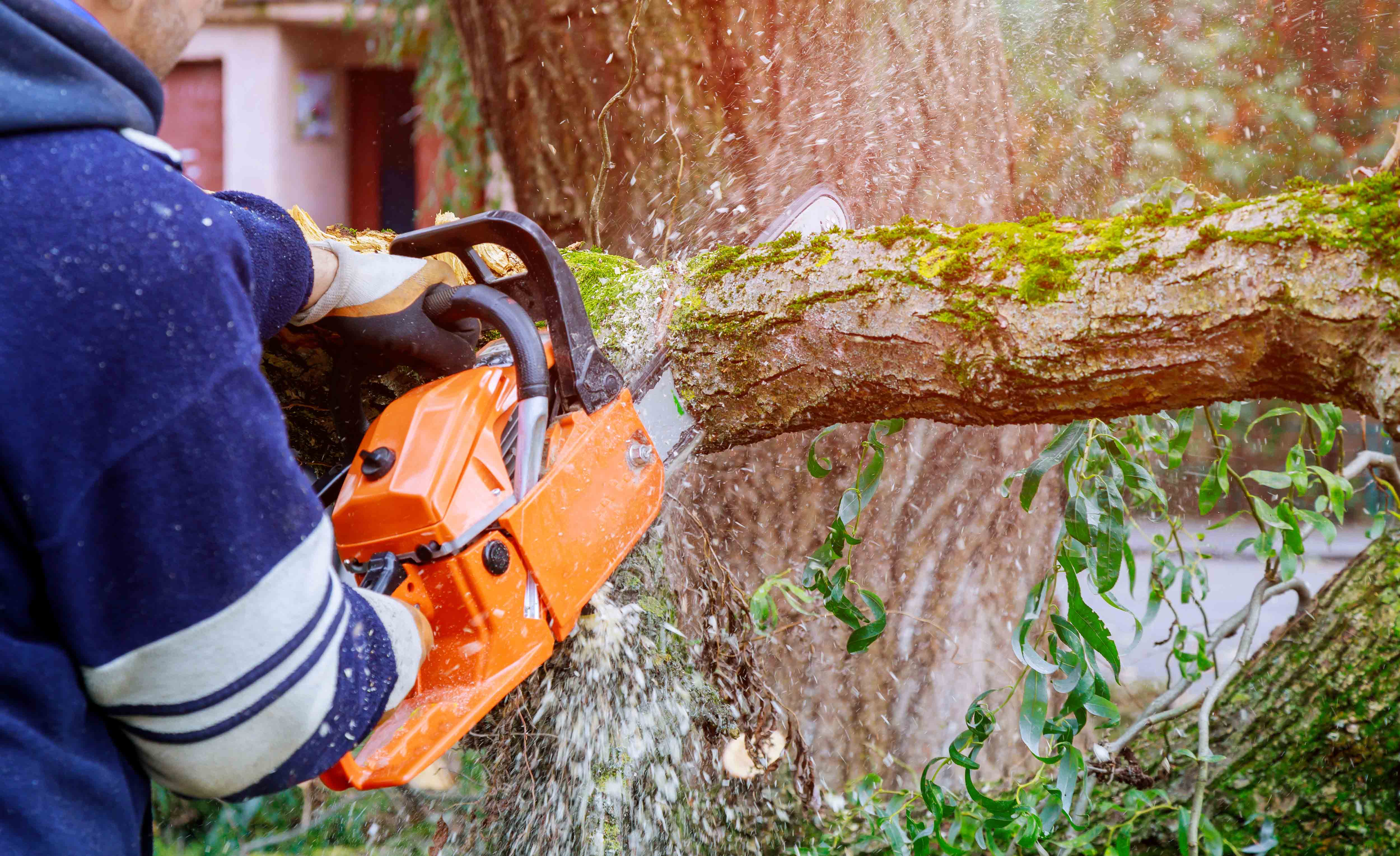 De Los Santos Tree Care