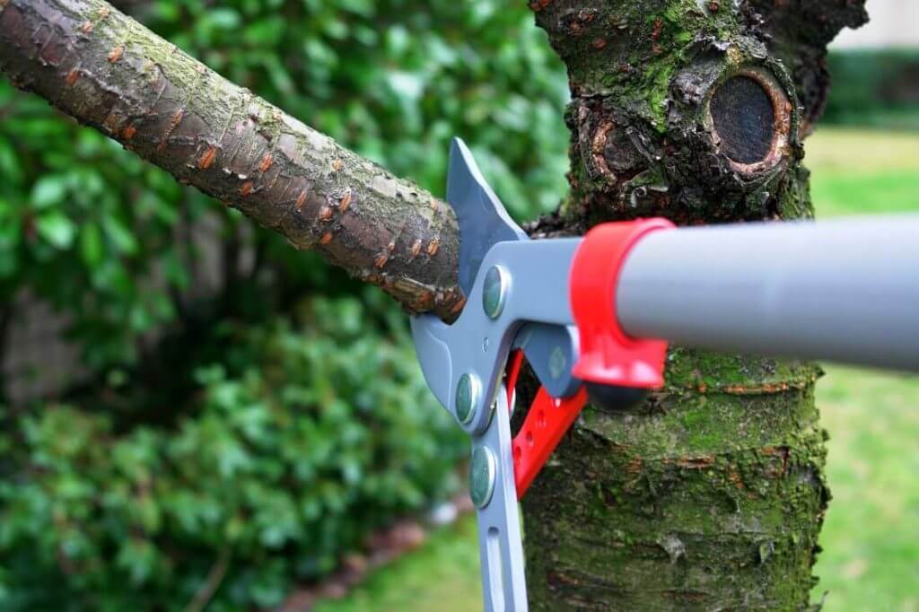 Tree Trimming - Pruning