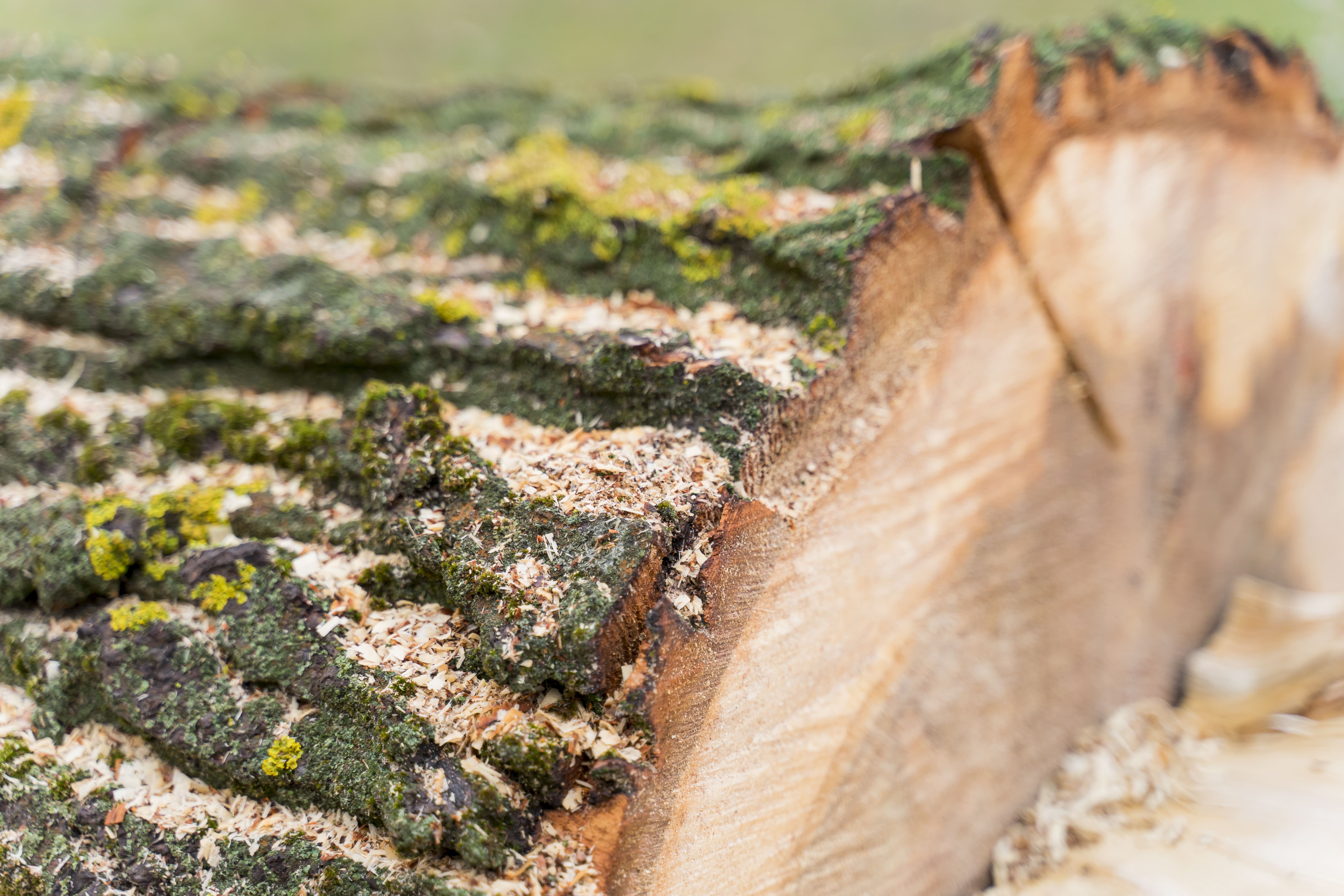 Tree Removal