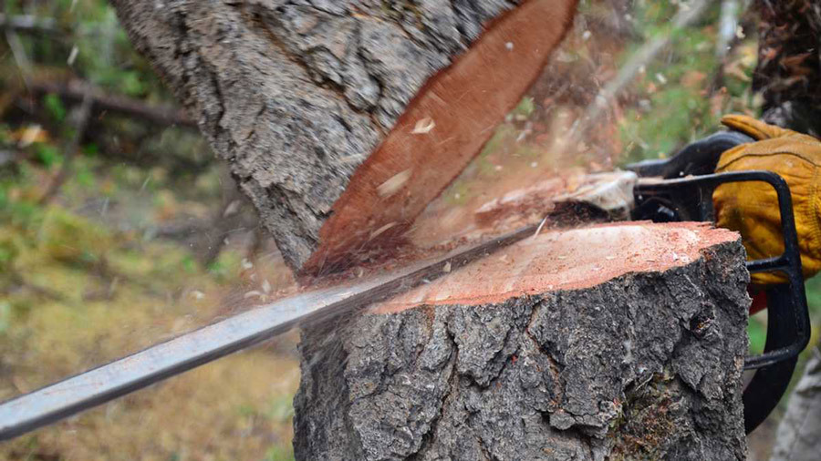 Tree Trunk Demolitions