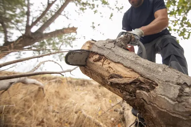 Dead Wood Removal