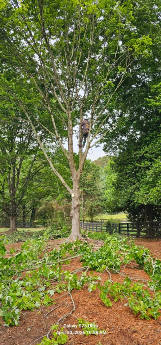 F.B.L. Tree Service LLC