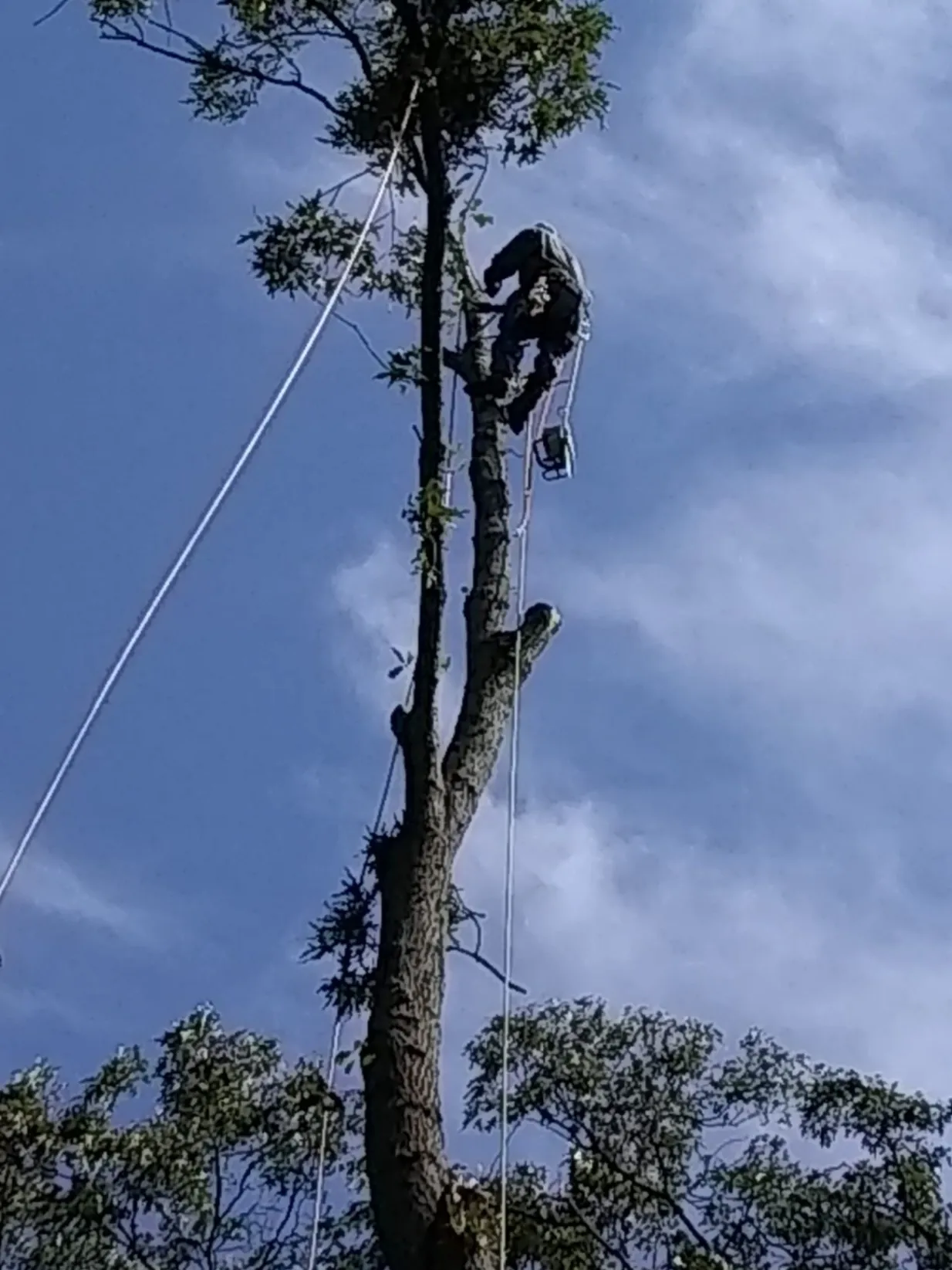 F.B.L. Tree Service LLC