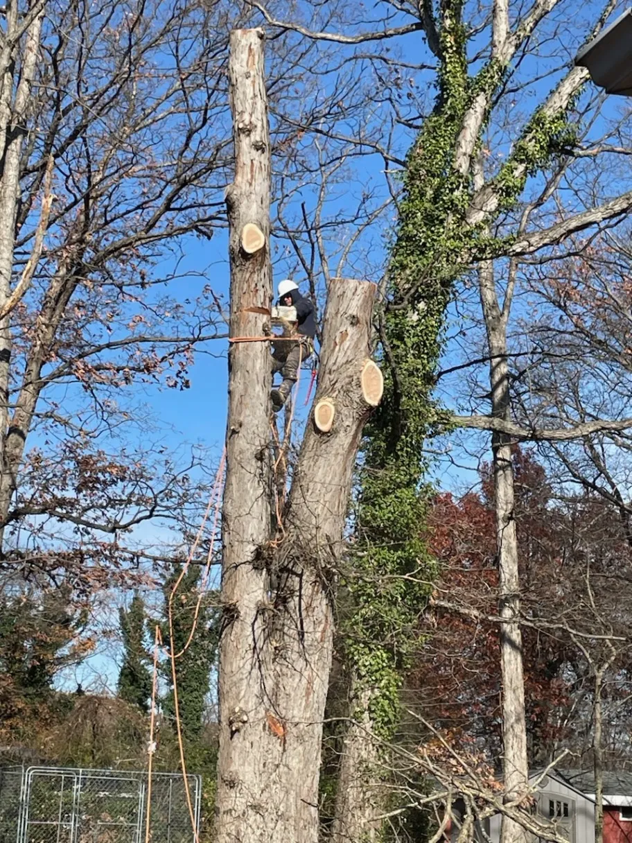 Tree Services