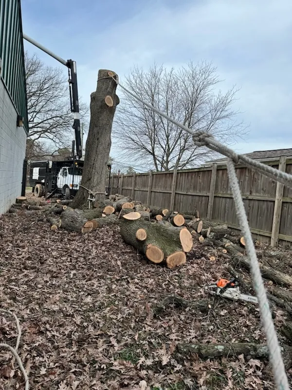 Tree Removal