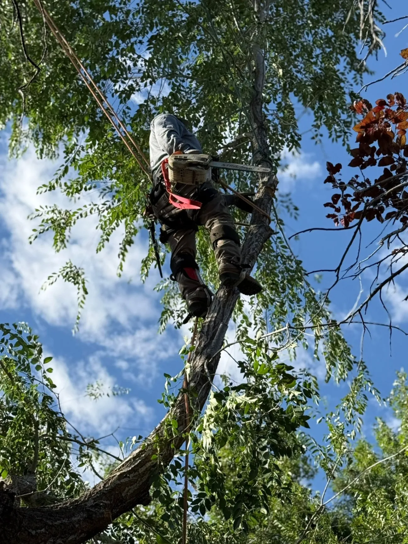 Medrano Trees Service