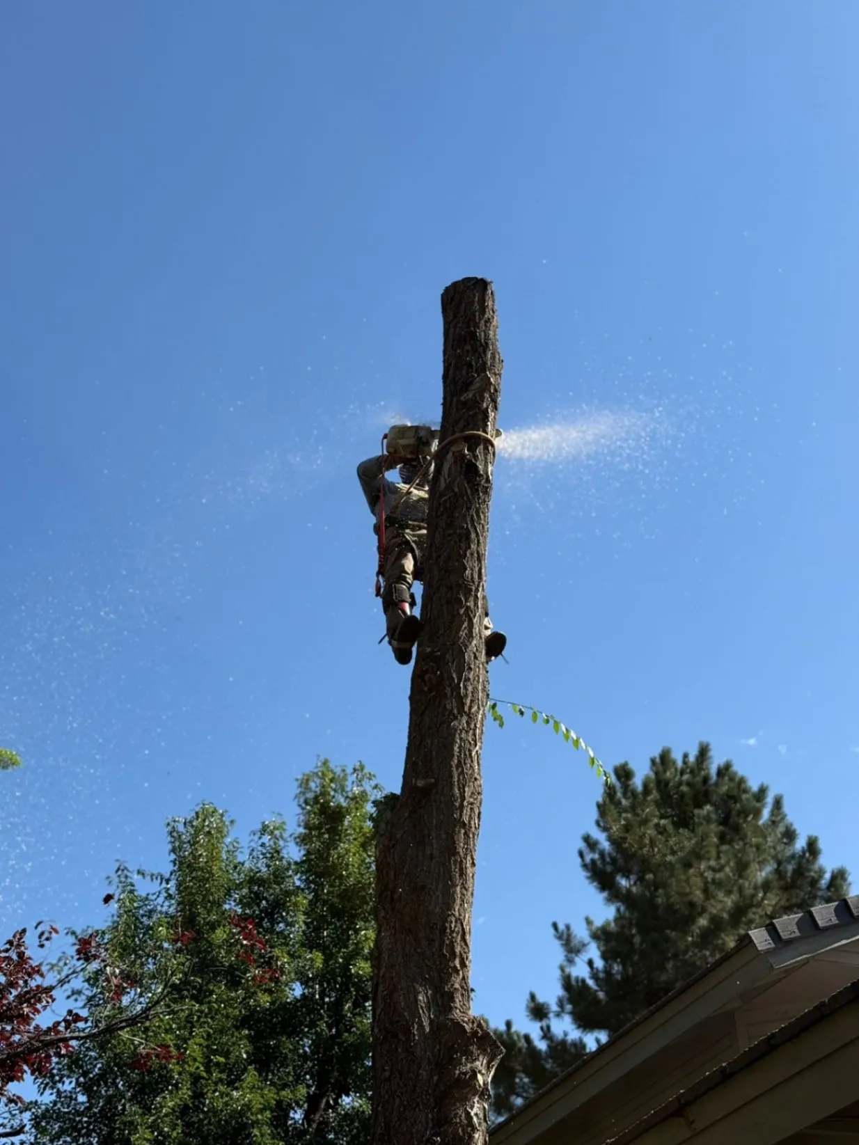 Medrano Trees Service